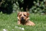 NORFOLK TERRIER 053